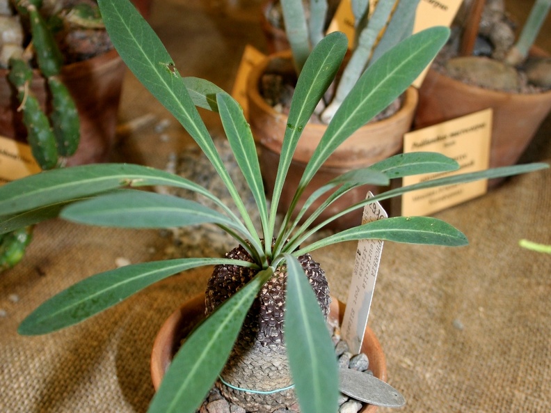 Euphorbia bupleurifolia 001