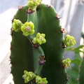Euphorbia candelabrum Tamara