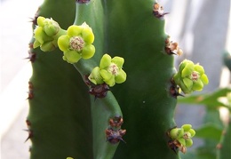 Euphorbia candelabrum Tamara