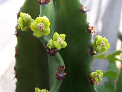 Euphorbia candelabrum Tamara
