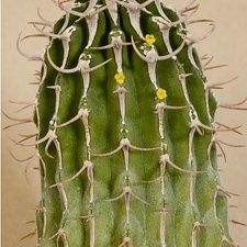 Euphorbia columnaris