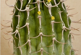 Euphorbia columnaris