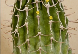 Euphorbia columnaris