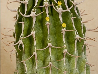 Euphorbia columnaris