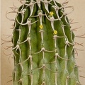 Euphorbia_columnaris.jpg