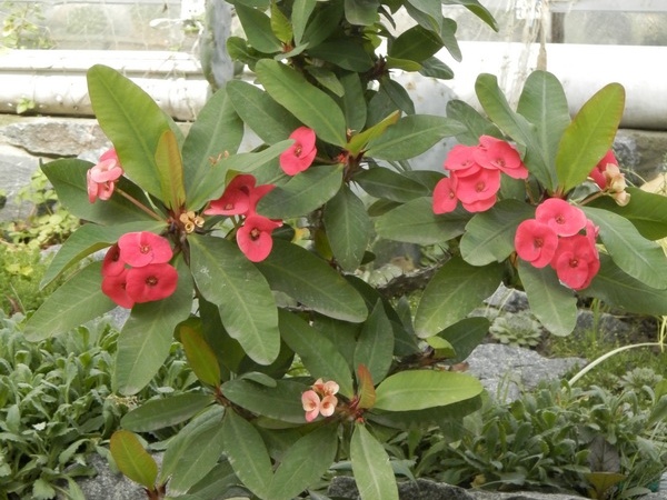 Euphorbia cv   Seraya