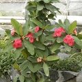 Euphorbia cv   Seraya