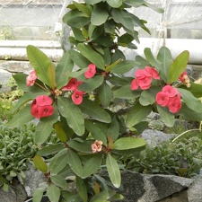 Euphorbia cv   Seraya