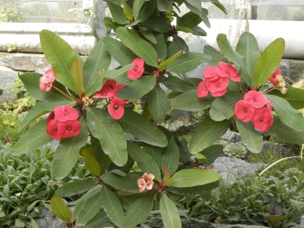 Euphorbia cv   Seraya