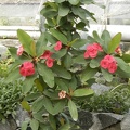 Euphorbia_cv___Seraya.JPG