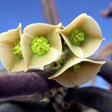 Euphorbia cylindrifolia ssp  tuberifera