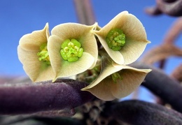 Euphorbia cylindrifolia ssp  tuberifera