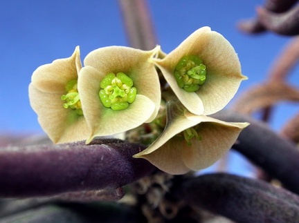 Euphorbia cylindrifolia ssp  tuberifera