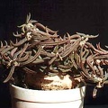 Euphorbia cylindrifolia
