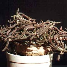 Euphorbia cylindrifolia