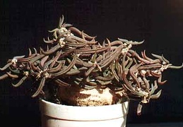 Euphorbia cylindrifolia