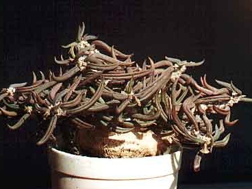 Euphorbia cylindrifolia