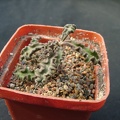 Euphorbia decaryi
