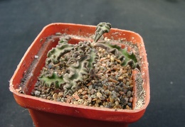 Euphorbia decaryi