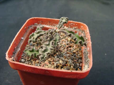 Euphorbia decaryi
