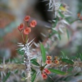 Euphorbia delphinensis