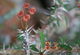 Euphorbia delphinensis