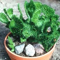 Euphorbia f. cristata
