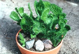 Euphorbia f. cristata