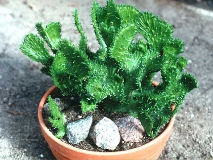 Euphorbia f. cristata