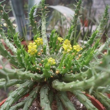 Euphorbia flanaganii