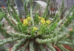 Euphorbia flanaganii