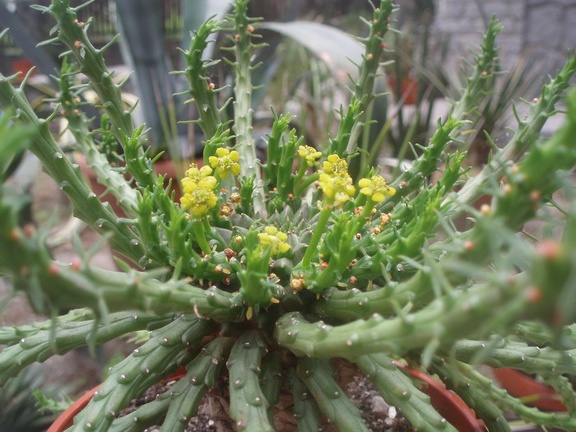 Euphorbia flanaganii