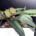 Euphorbia francoisii
