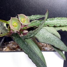 Euphorbia francoisii