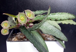 Euphorbia francoisii