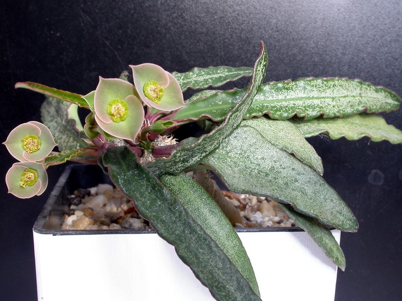 Euphorbia francoisii