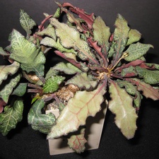 Euphorbia francoisii Sirocco winner march2012