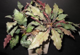 Euphorbia francoisii Sirocco winner march2012