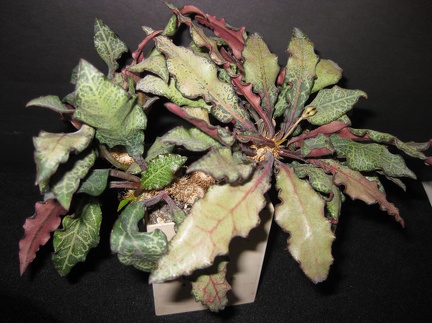 Euphorbia francoisii Sirocco winner march2012