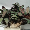 Euphorbia francoisii Smeyko FG