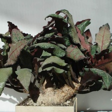 Euphorbia francoisii Smeyko FG