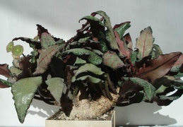 Euphorbia francoisii Smeyko FG