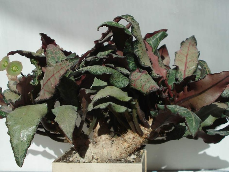 Euphorbia francoisii Smeyko FG