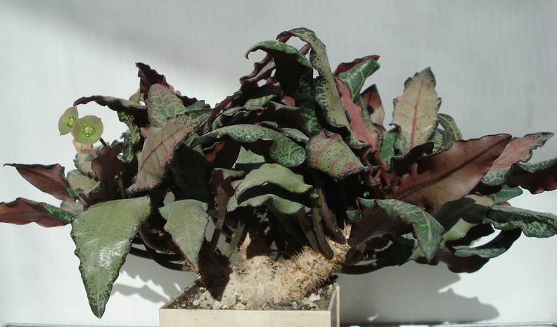 Euphorbia_francoisii_Smeyko_FG.JPG