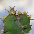 Euphorbia grandicornis