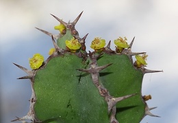 Euphorbia grandicornis