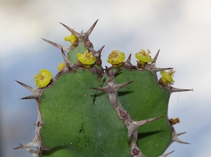 Euphorbia grandicornis