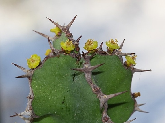 Euphorbia grandicornis