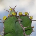 Euphorbia_grandicornis.JPG