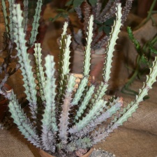 Euphorbia greenwayi